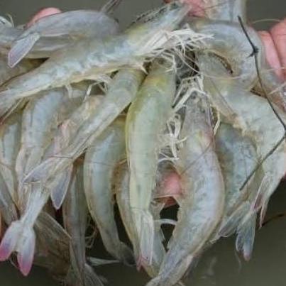 

[BISA COD] Udang vaname fresh size 60-80