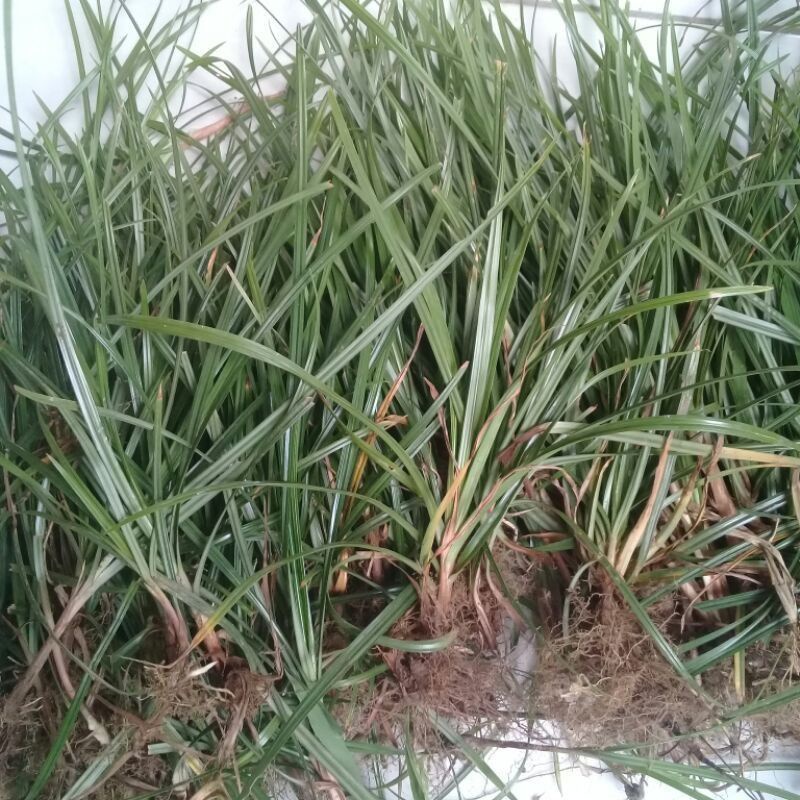 Rumput teki segar 500 gram