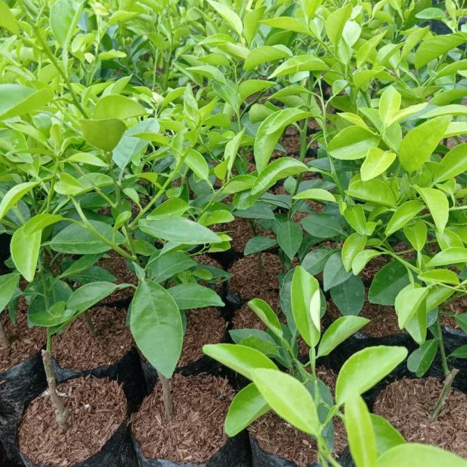 joss Tanaman jeruk limo, bibit jeruk limo, pohon jeruk limo viral