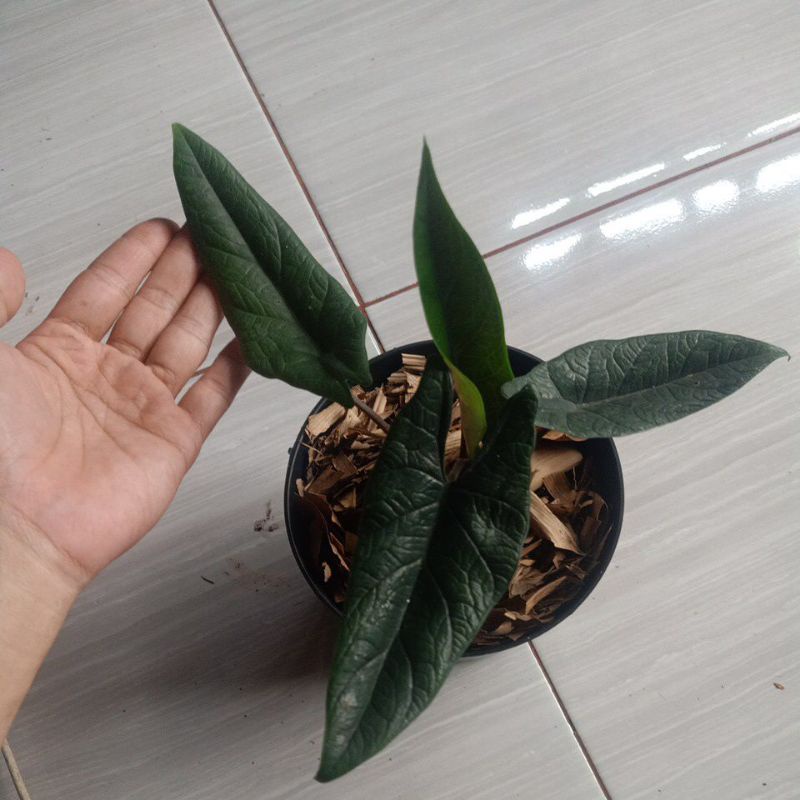 Tanaman hias alocasia scalprum