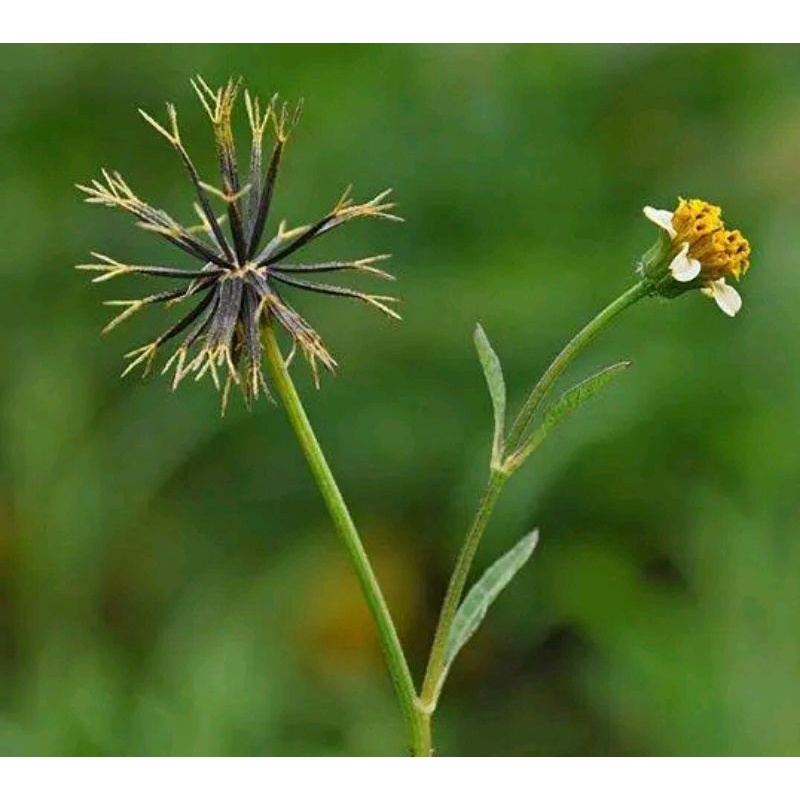 

Daun ajeran atau hareuga per 500 gram