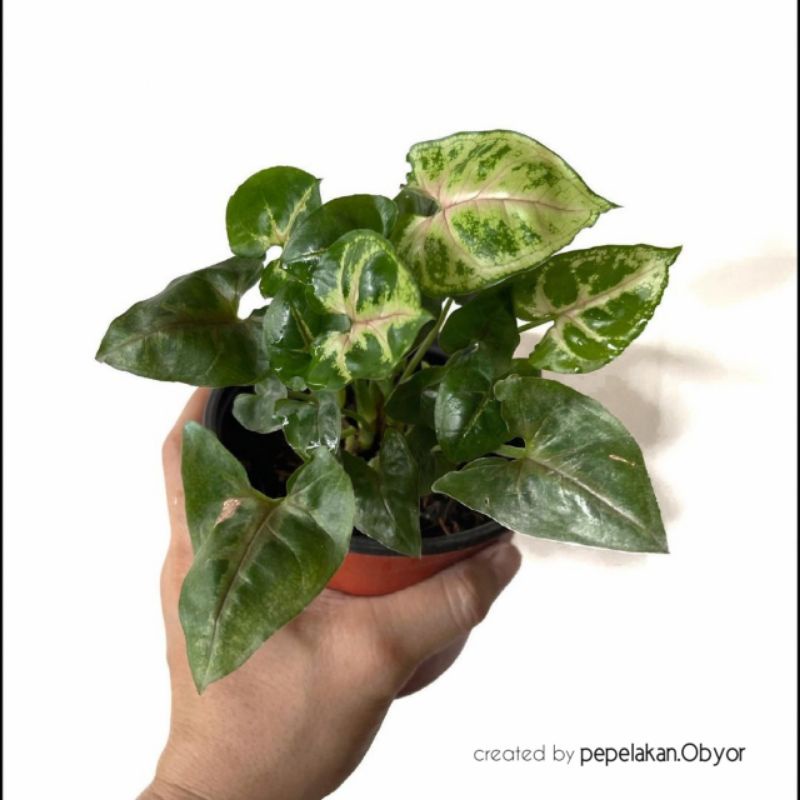 Tanaman hias Syngonium Mini pixie Allusion / S.mini Allusion