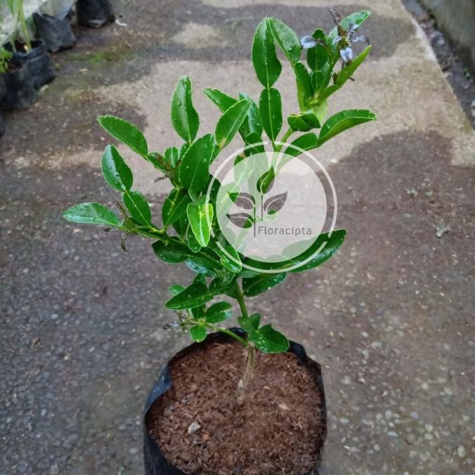 joss Bibit pohon jeruk purut/Tanaman jeruk purut viral