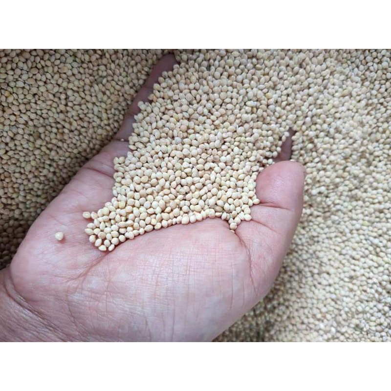 milet putih kiloan 1kg