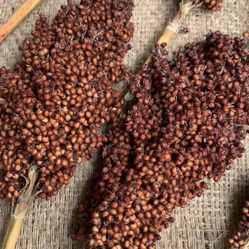 Sorgum Merah Tangkai 100gr | Red Sorgum | Sprays Hamster | Jagung Cantel Merah