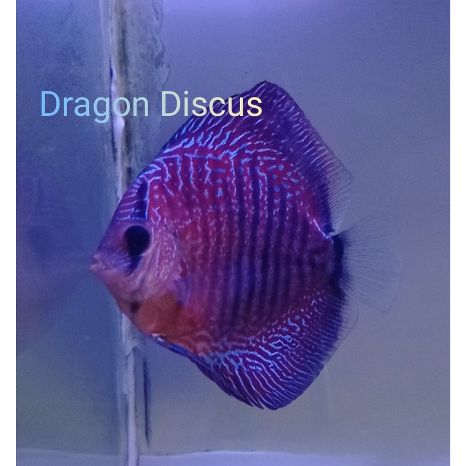 Discus Leopard Snake Skin LSS 3,5 inch