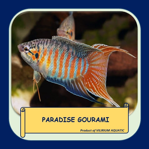 IKAN HIAS AIR TAWAR - SEPAT PARADISE / PARADISE GOURAMI / PARADISE FISH (±4cm)