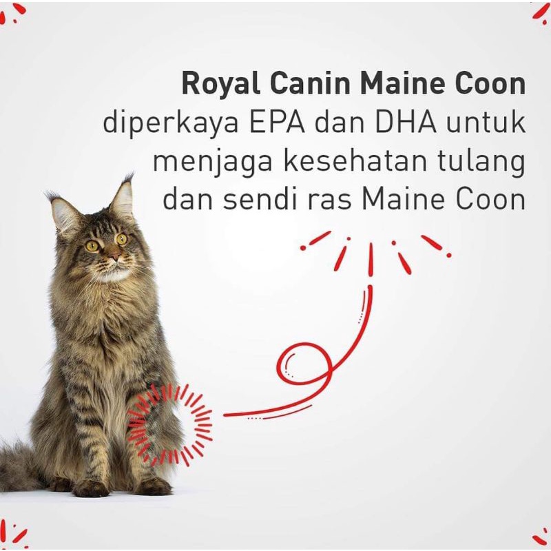 Royal Canin Maine Coon Adult 400G / Royal Canin Mainecoon Dewasa