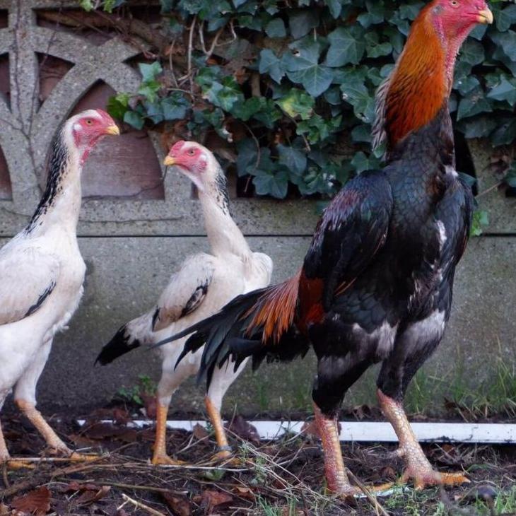 

trxm3M7y--telur ayam jenis shamo