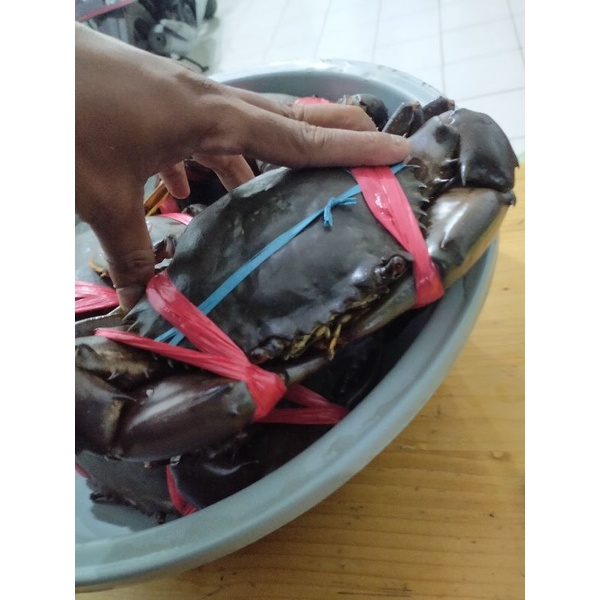 

Kepiting Super Hidup Murah Dan Berkualitas