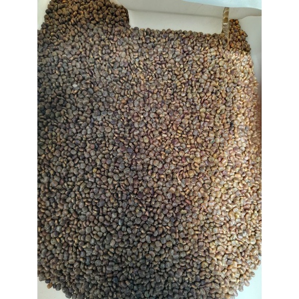 Benih Kacangan CP ( Centrosema Pubescens ) 1KG