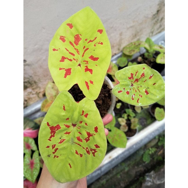 caladium yellow leopart