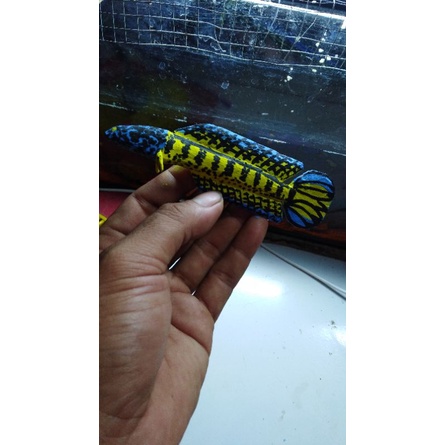 patung channa auranti uk 12-15cm