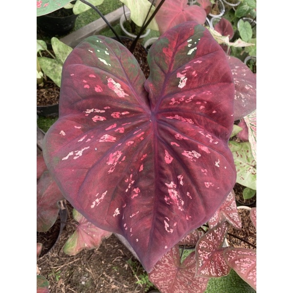 CALADIUM BLACK MAMBA - Keladi Black Mamba