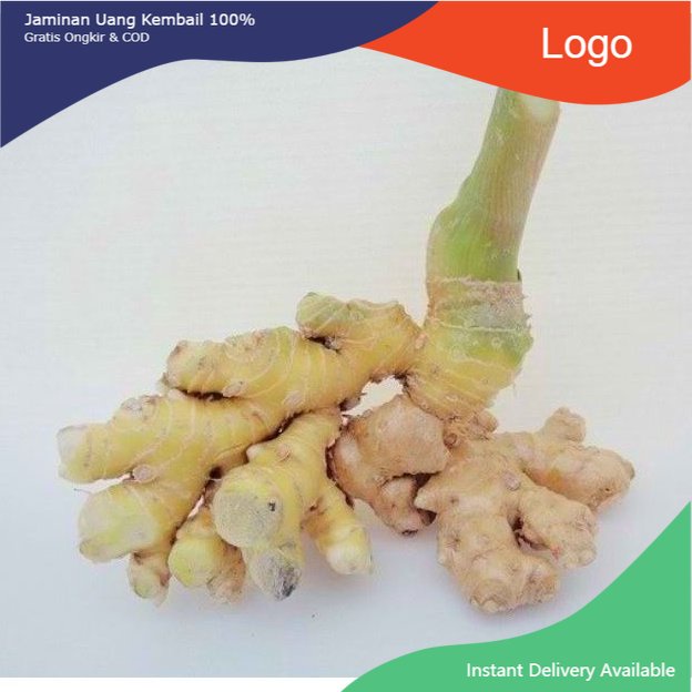 

Promo 500gr Lempuyang fresh