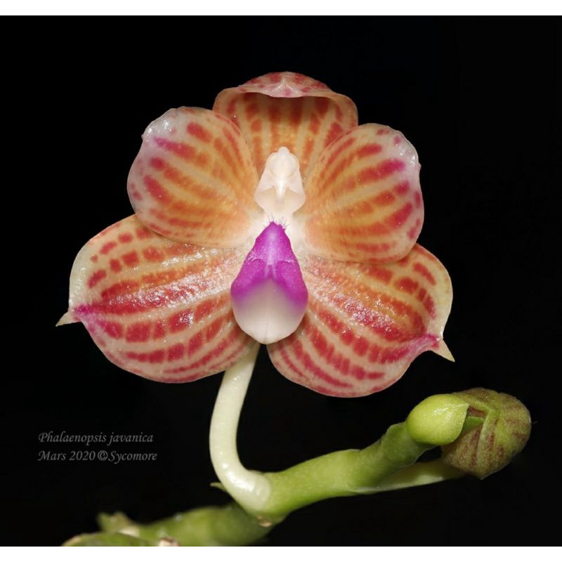 Anggrek Phalaenopsis Javanica