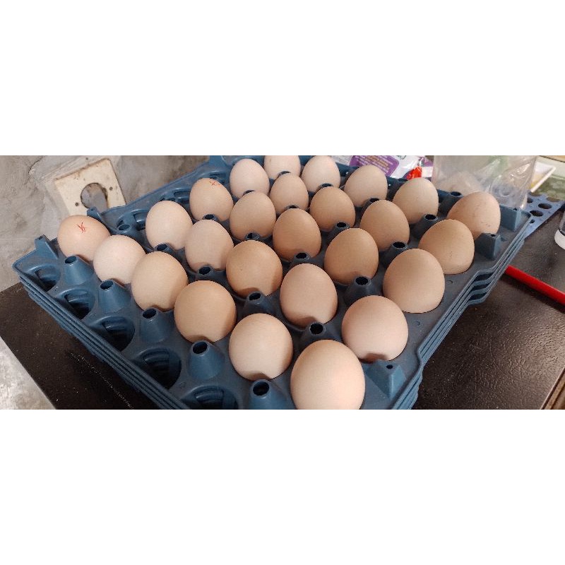 

Telur_ayam_pelung