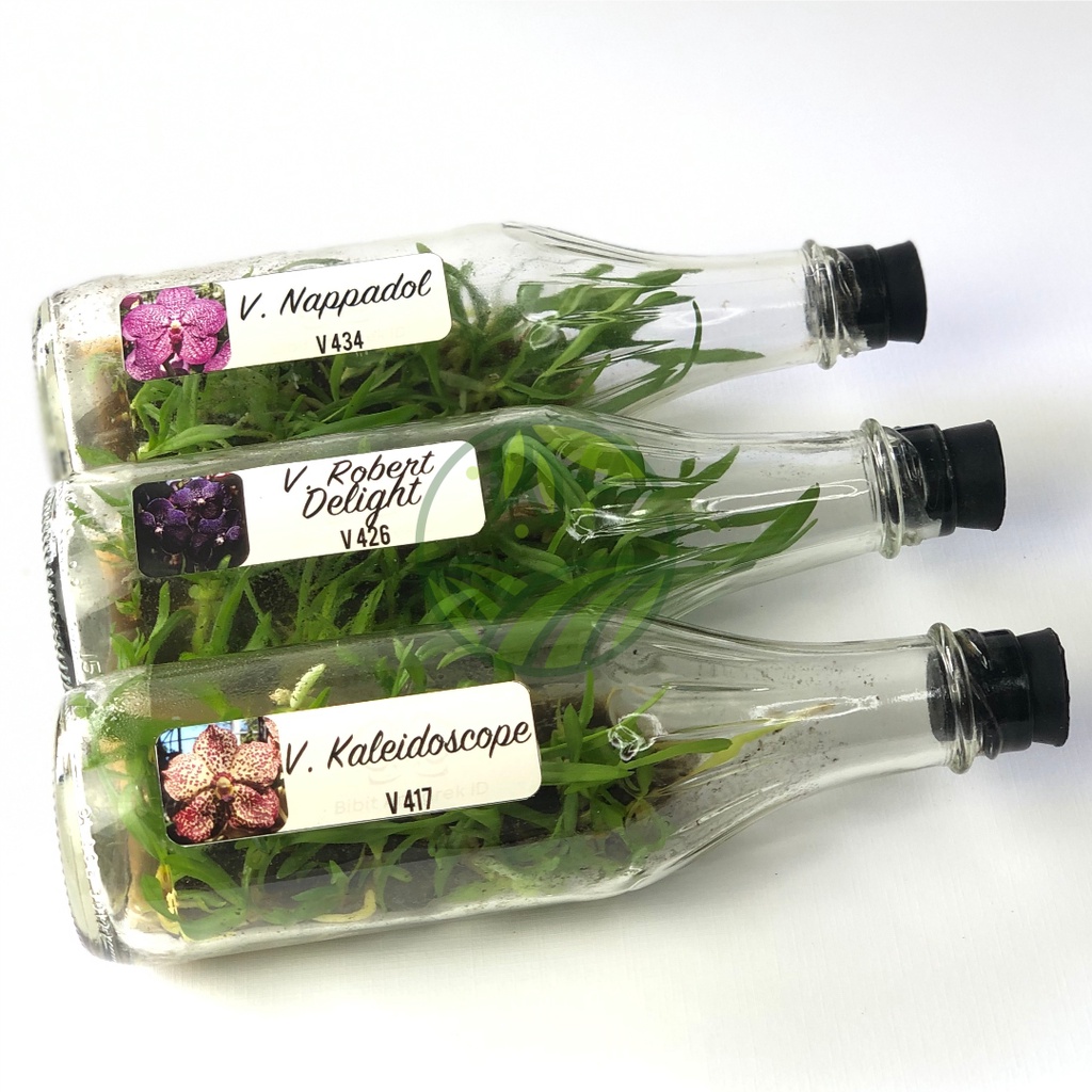 Anggrek Vanda Botolan Bibit Anggrek Vanda Benih Bunga Hias Anggrek Isi 28-30 Plant