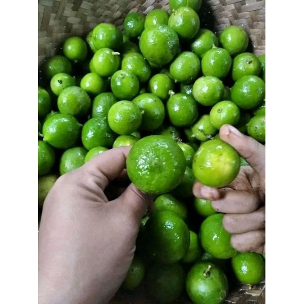 

Jeruk nifis