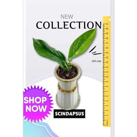TANAMAN HIAS CANTIK SCINDAPSUS VARIGATA INDOOR