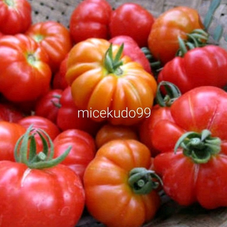 

TOMAT MAWAR SEGAR / RANTI / KERITING FRESH TOMATO