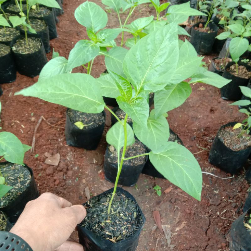 

Tanaman cabe rawit setan super pedas siap tanam