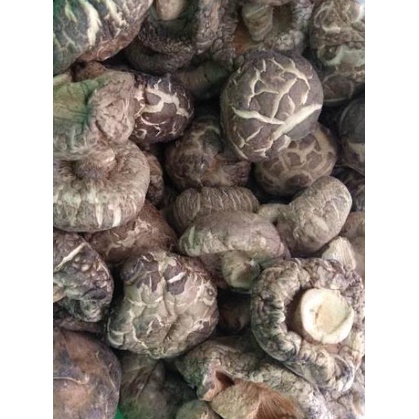 

limited Edition✔️JAMUR KERING HIOKO SHITAKE 100 GRAM|RA9