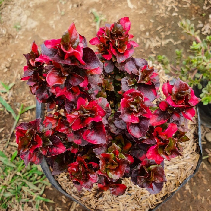 Tanaman krokot mawar merah