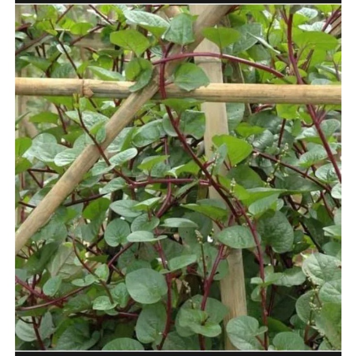 

daun binahong segar