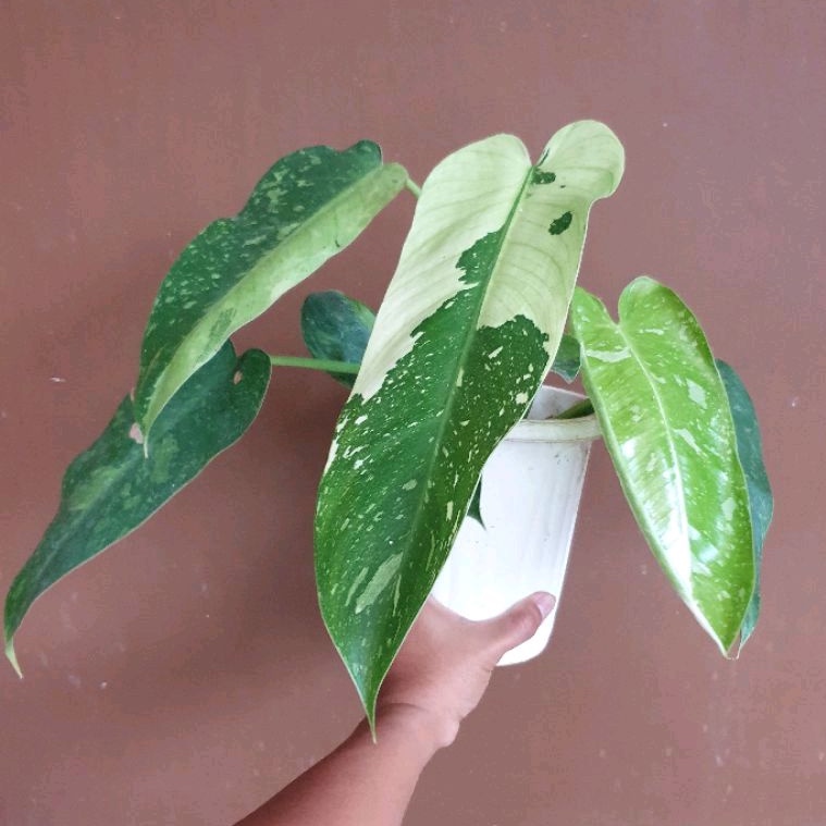 philodendron jose buono varigata