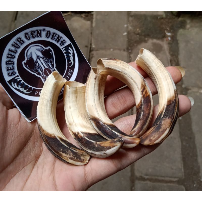 TARING BABI HUTAN ASLI 100% TARBI ATAS