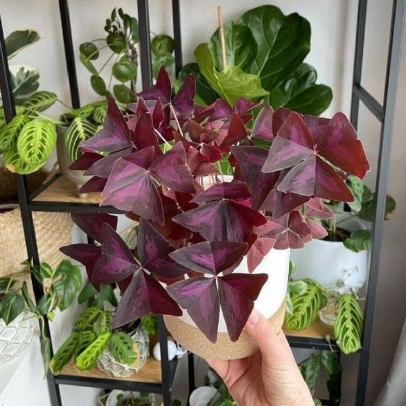 Oxalis triangularis shamrock purple /  Tanaman gantung oxalis triangularis / Tanaman hidup kup kupu 