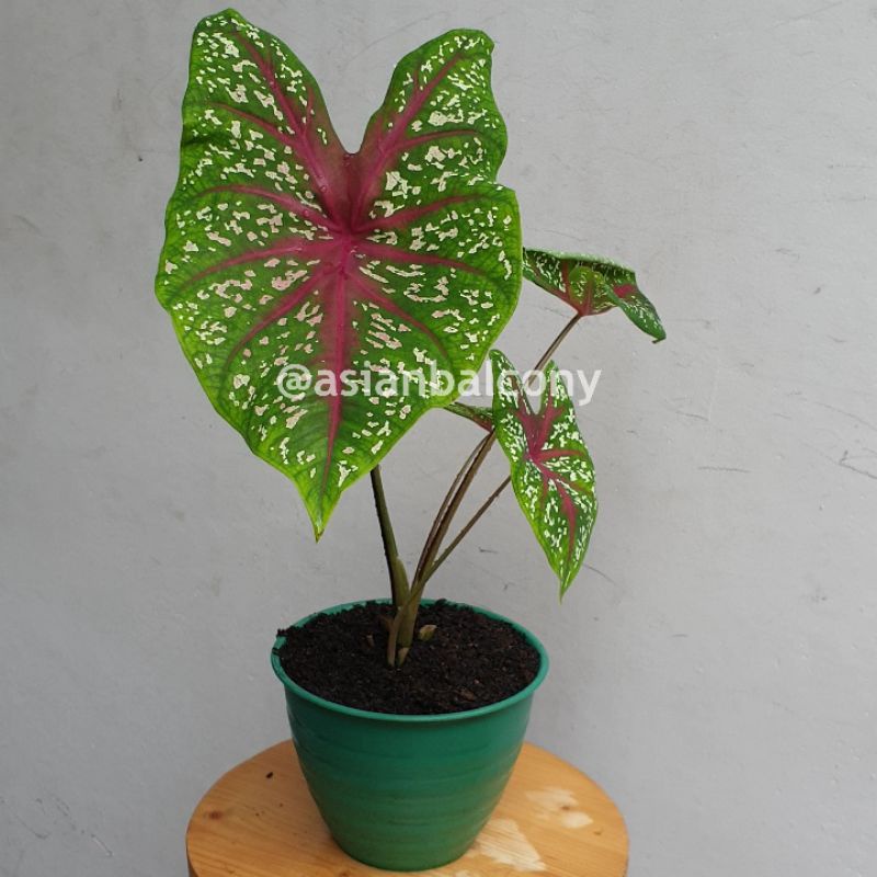 Caladium Red Star | Tanaman hias aroid di pot