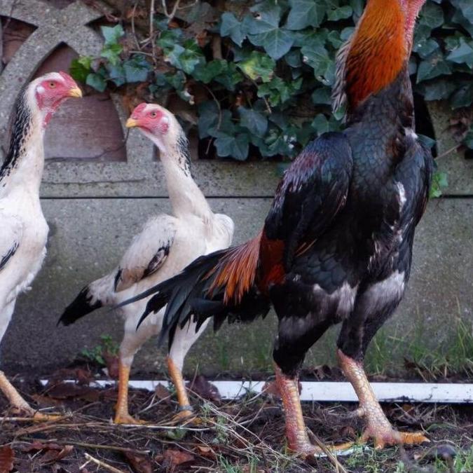 

Import ✨Terbaik✨ telur ayam jenis shamo !!!