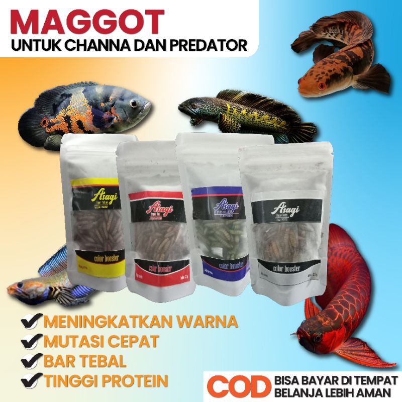 Maggot carophyll Super yellow 25 gram pelet channa maggot yellow maggot blue