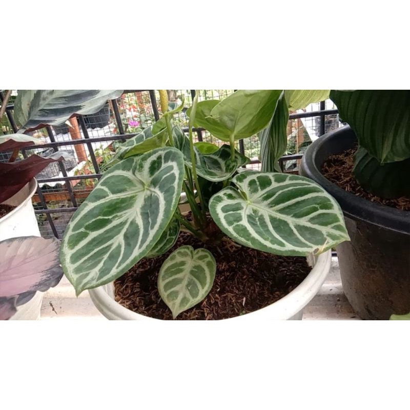 Anthurium Kuping Gajah Dorayaki
