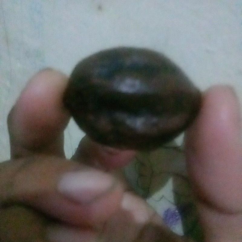 Muncang adu asli Garut 100% jantan