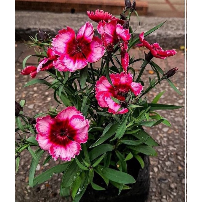 Tanaman Hias Anyelir