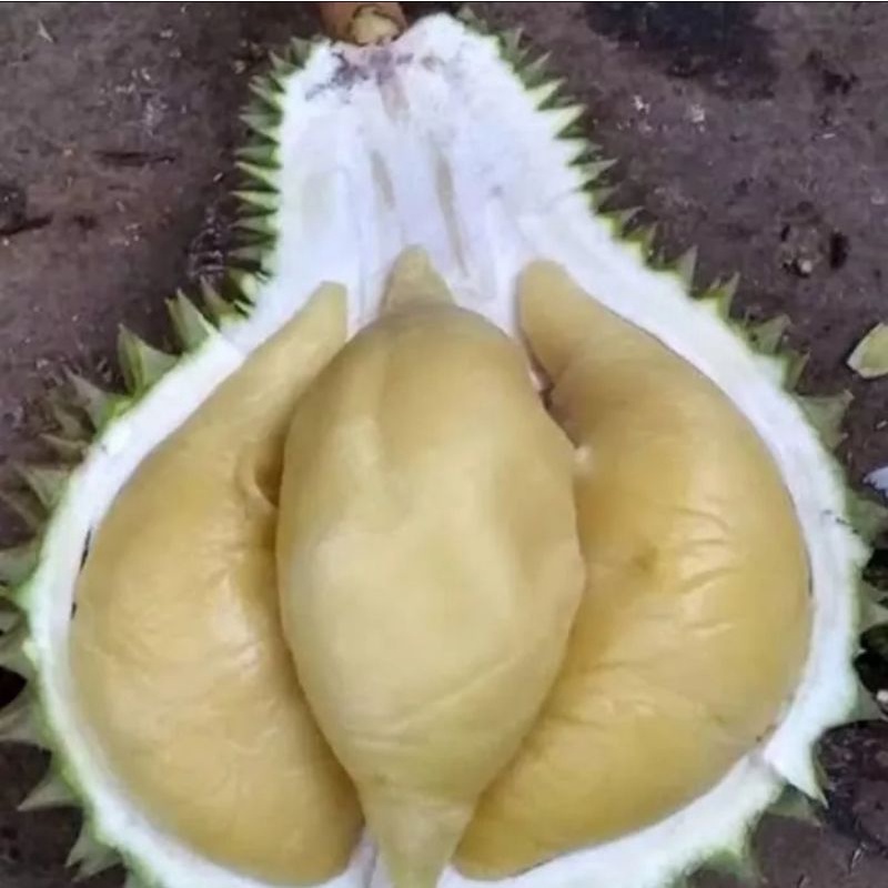 

Bibit Durian Namlung / Cumasi Asli Okulasi Cepat Berbuah