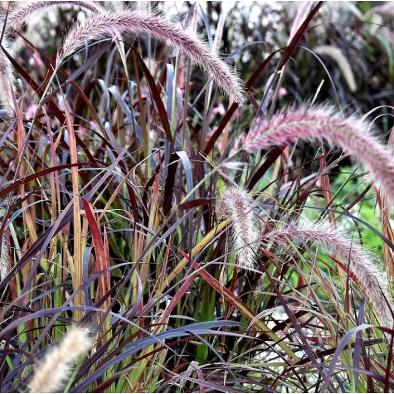 Tanaman love grass pennisetum ilalang hias merah alang-alang merah tanaman outdoor