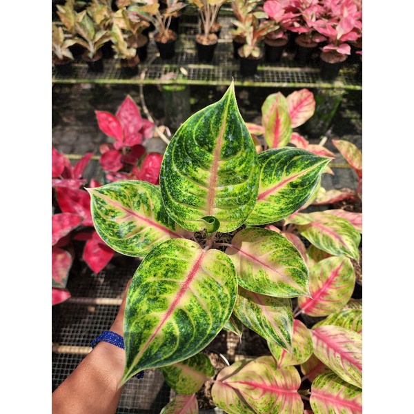 AGLONEMA JAMILA JACKPOT