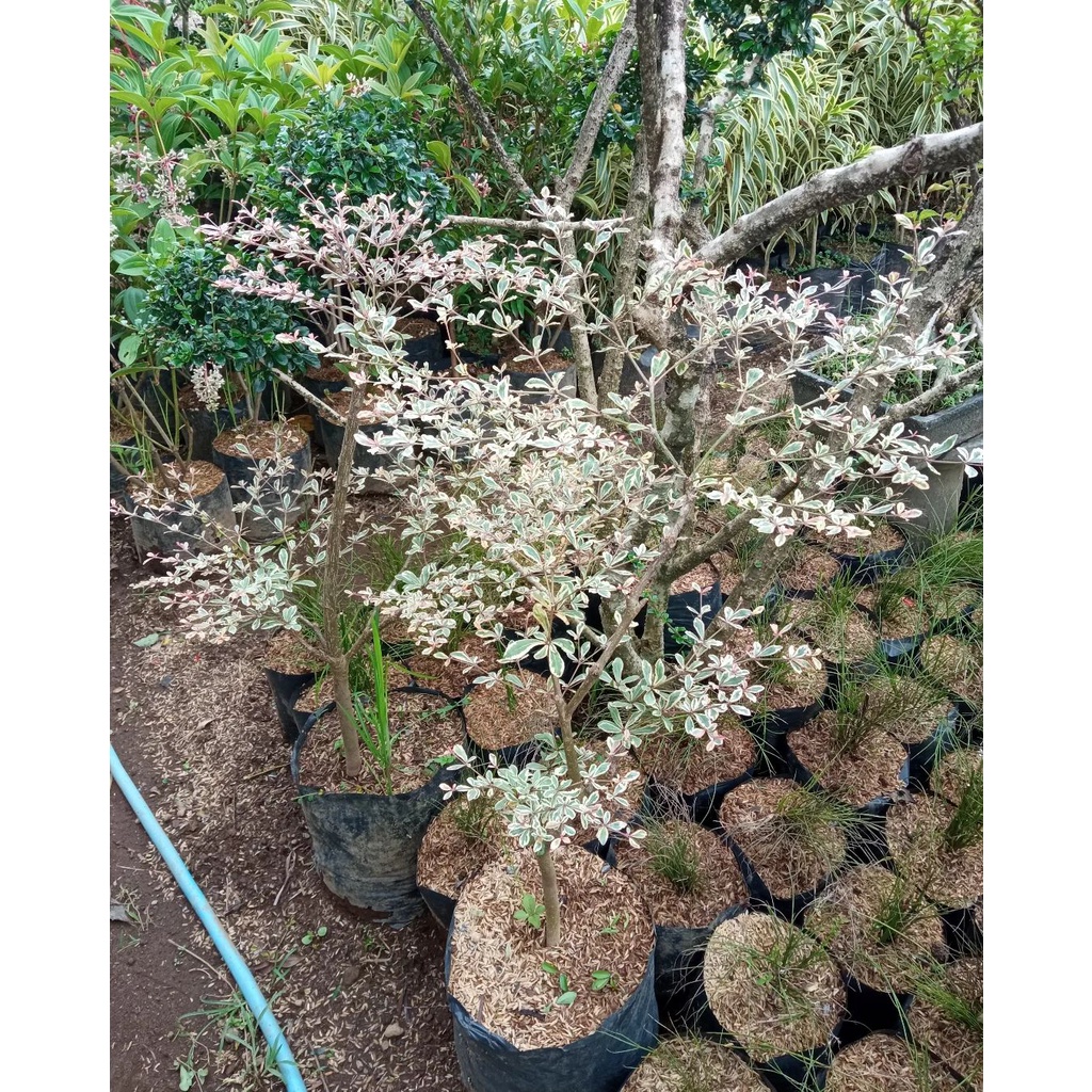 BIBIT BUNGA KETAPANG KENCANA VARIGATA PUTIH - BIBIT KETAPANG KENCANA PUTIH