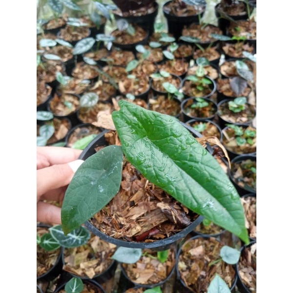 Alocasia Scalprum Bibit