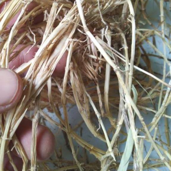 

Akar Alang-alang Kering 500gr Premium