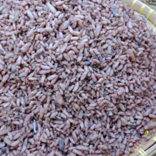 

EXCLUSIVE!100 gram baby cumi kering great A ukuran 0,5-2cm/3-5cm best seller|KD3