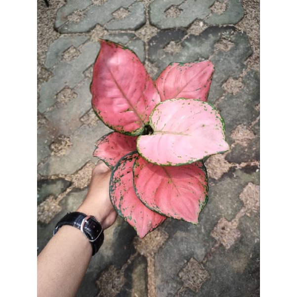 Aglonema Pink katrina