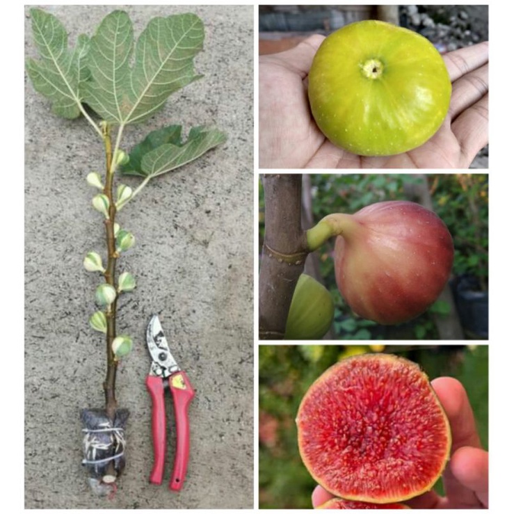 Bibit buah tin warna kuning
