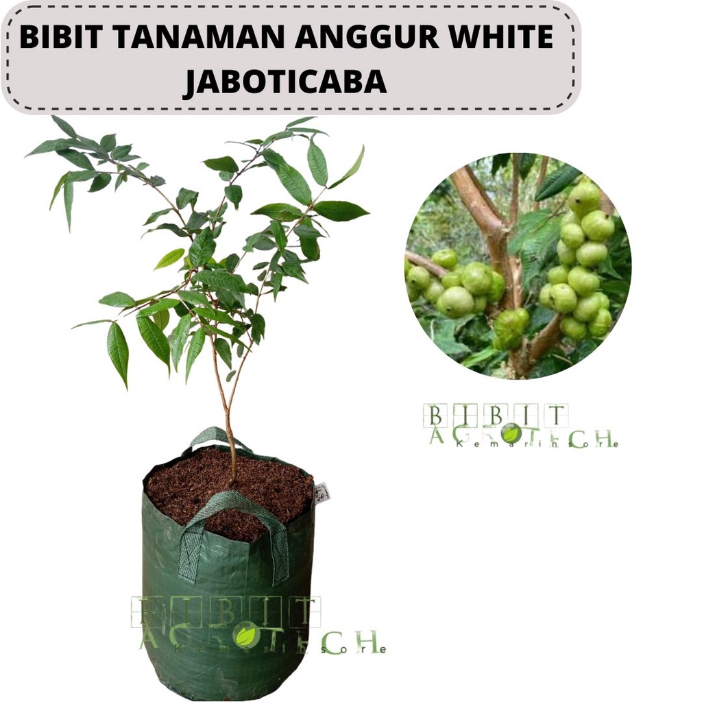 Bibit Tanaman Anggur Brazil White Jaboticaba/ Bibit Anggur Pohon Putih Varietas Baru Langka dan Unik