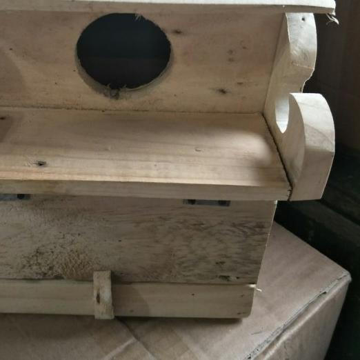 glodokan kotak albasia lovebird/glodokan lovebird/glodok lovebird