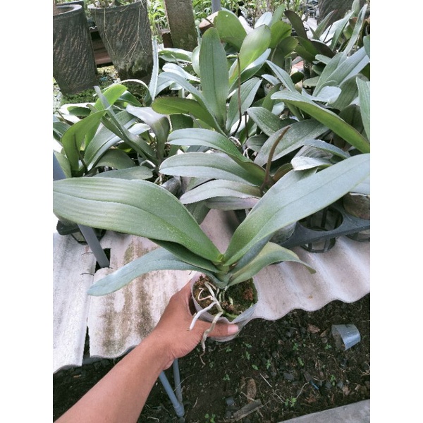 Angbul Putih Plant Jumbo Spike
